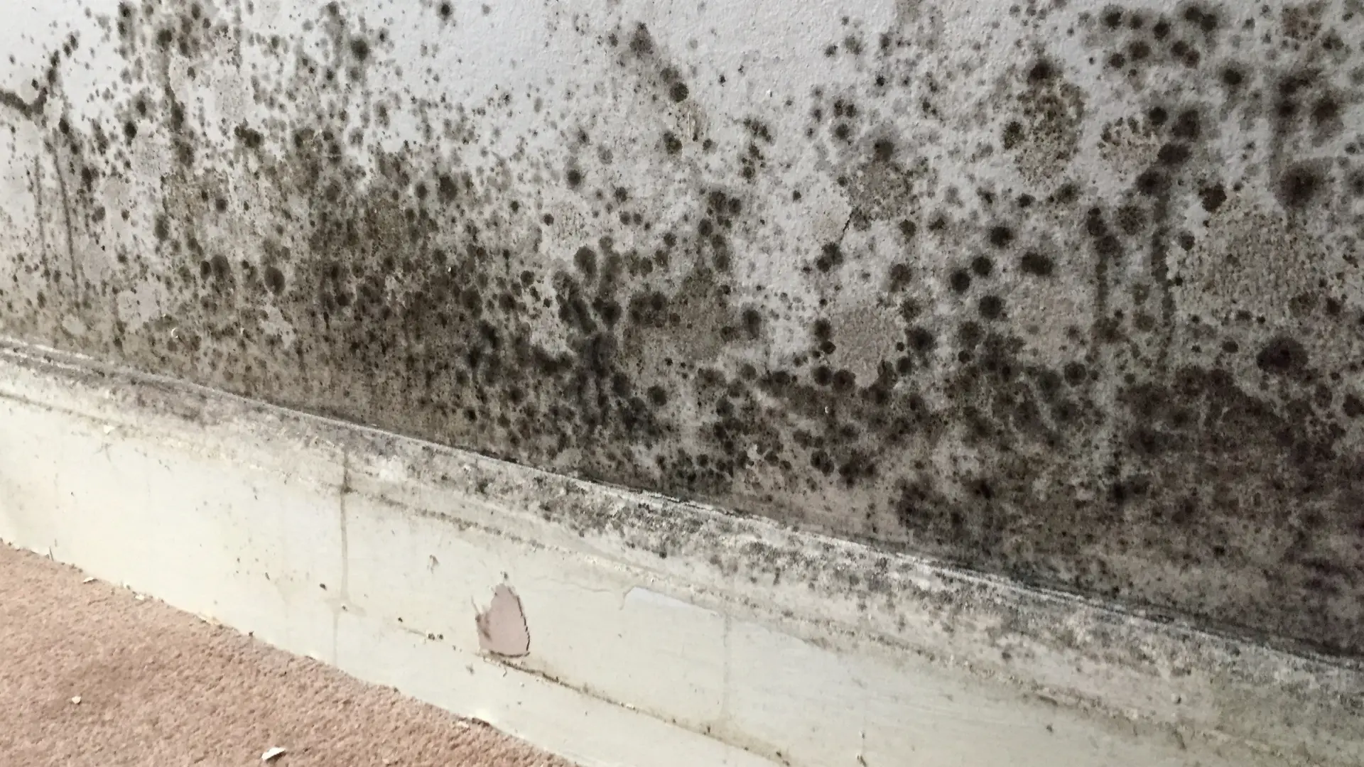 how to get rid of mould