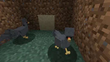 thumbnail for Polish hatching eggs