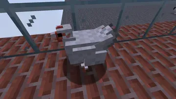 thumbnail for broiler chicken hatching eggs