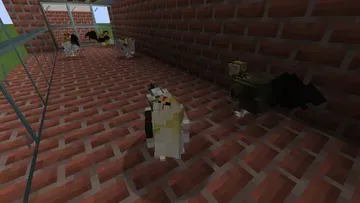 thumbnail for Easter egger hatching eggs
