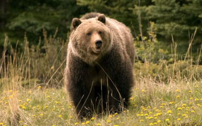 Medvjed se vratio u Kostrenu, mještani se pozivaju na oprez