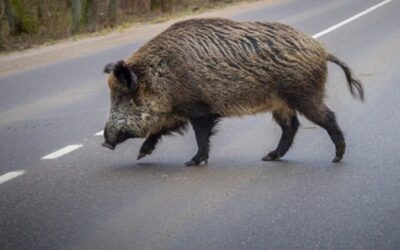 U Crikvenici zbog povećanog broja divljih svinja postavljaju repelente, građani se pozivaju da ne uklanjaju trake