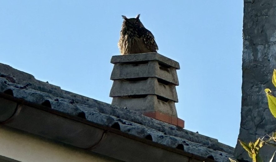 Sova odmara na krovu kuće na Pehlinu nakon noćnog lova