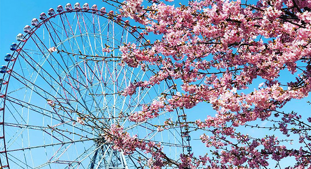 10 of the World's Best Cherry Blossom Viewing Spots