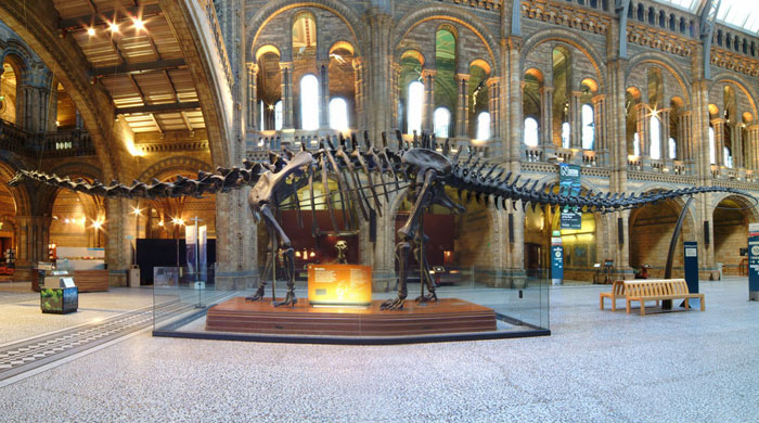 Dippy, the dinosaur leaves its London museum home