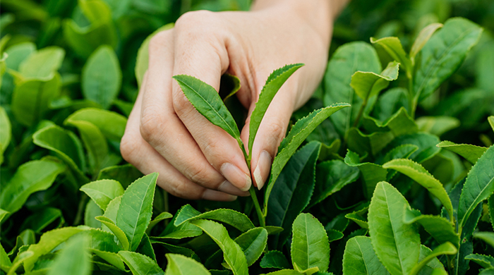 Gyokuro: Japan’s best-kept secret ingredient makes a beauty debut