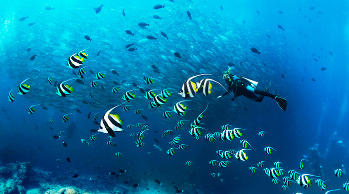 6 Best diving destinations you’ll love that are in Malaysia