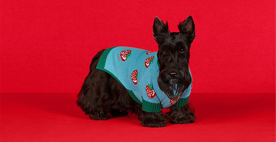 7 Luxury pet accessories from your favourite designers