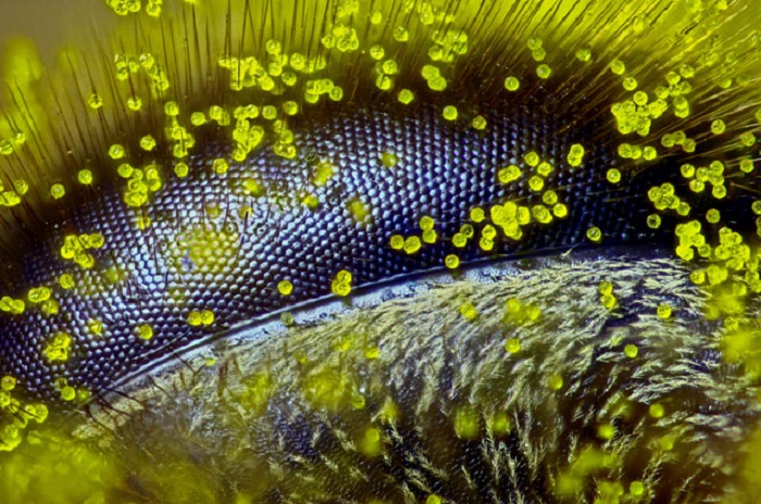 Nikon’s Small World 2015 photomicrography competition takes us into the miniscule universe