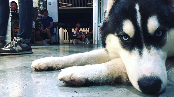5 Pet cafes in KL that are worth a visit