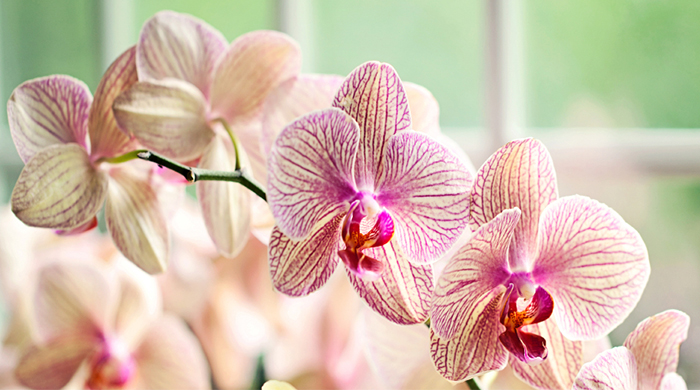 A sign of luxury: Orchids