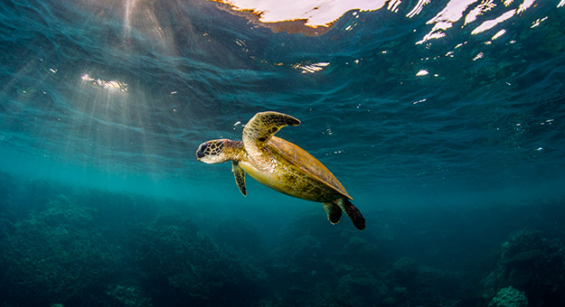 This man is on a mission to save the marine ecosystem in Malaysia