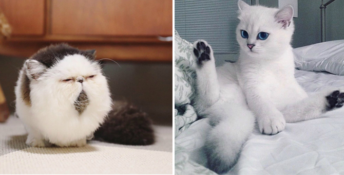 #InstaLove: More adorable cat Instagram accounts you should follow right now