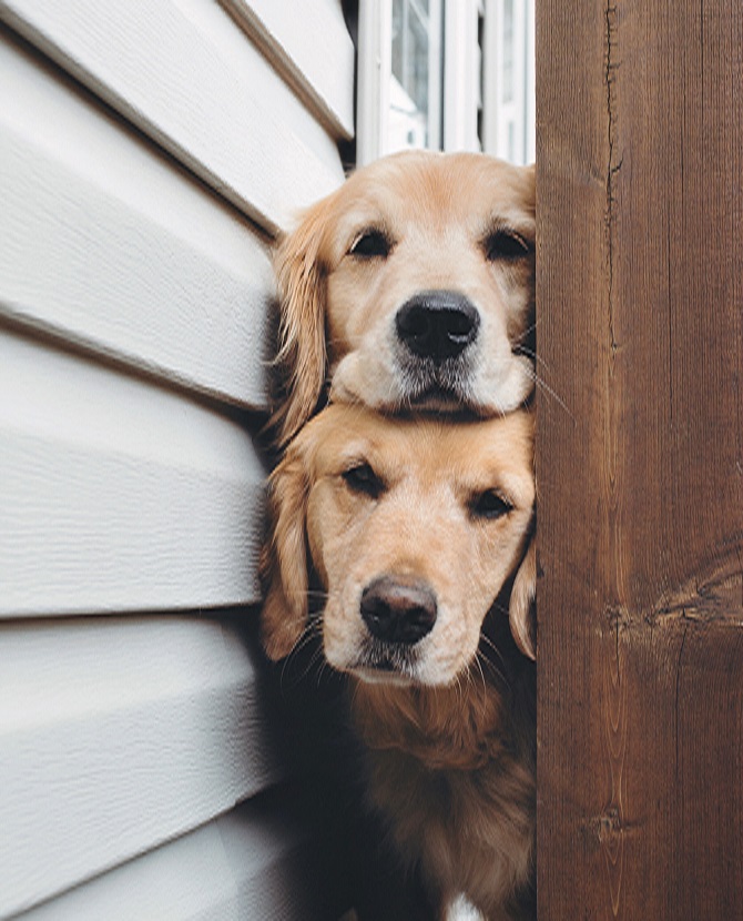 20 Instagram pet accounts you need to follow right now for your happy fix