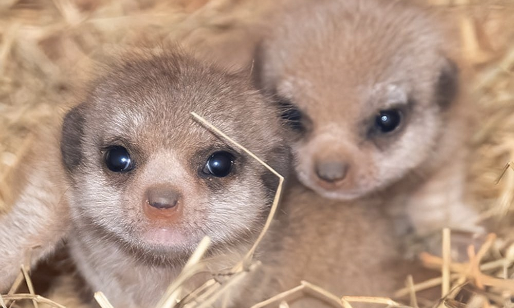 13 Wonderful animal cams for you to tune into