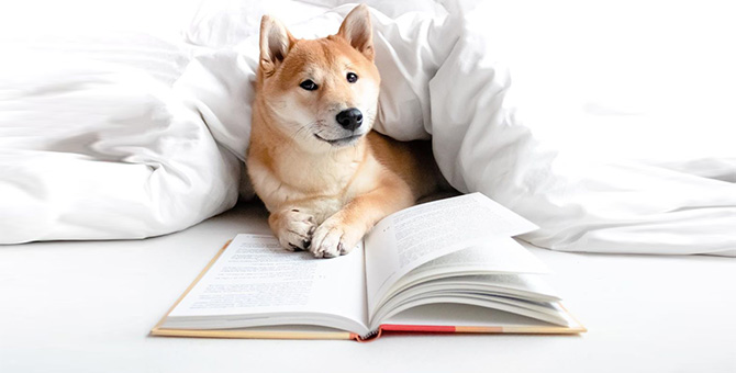 Can never “find the time to read”? Here are 6 easy tips to get back into the habit of reading