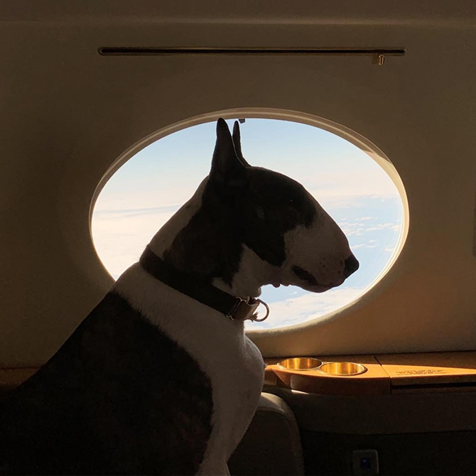 5 Fashion designers’ dogs that are rocking Instagram harder than you