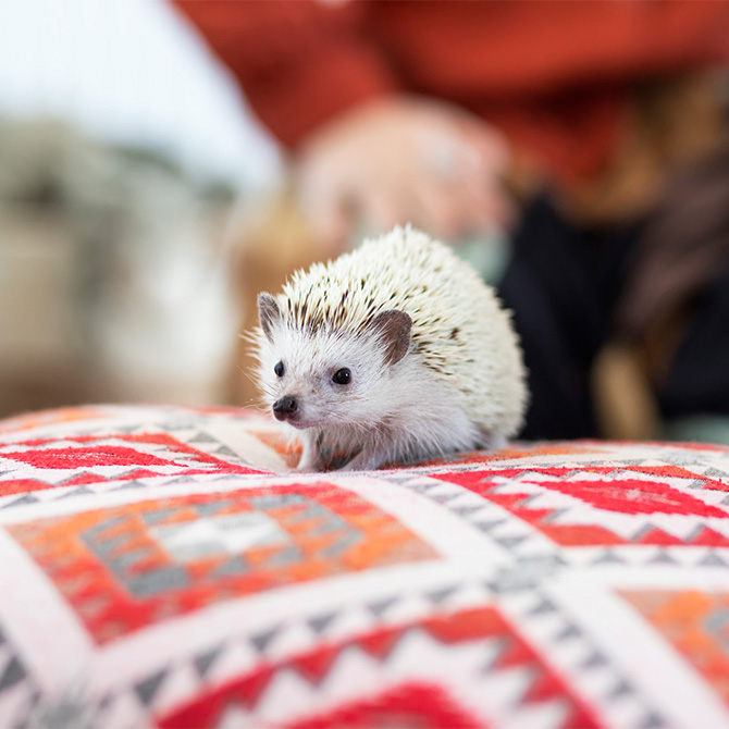 Hedgehog parenting: Tips on raising a happy and healthy hedgehog for first-time hedgehog parents