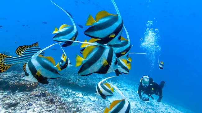 Dive anywhere in the world with Google’s Underwater Street View