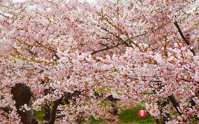 Goryokaku sakura