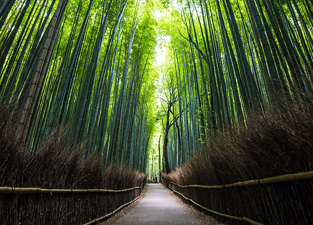 arashiyama bamboo forest