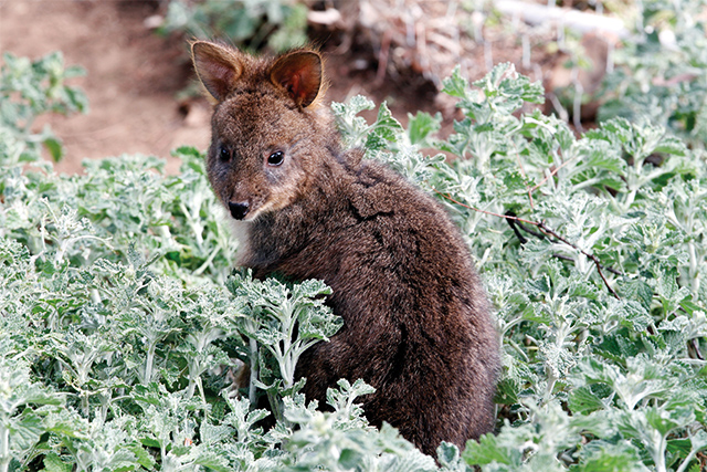 bonorong wildlife sanctuary tasmania