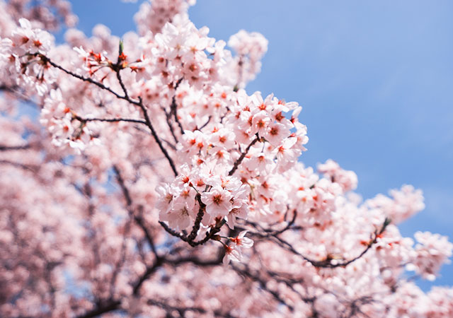 fukuoka sakura season 2017