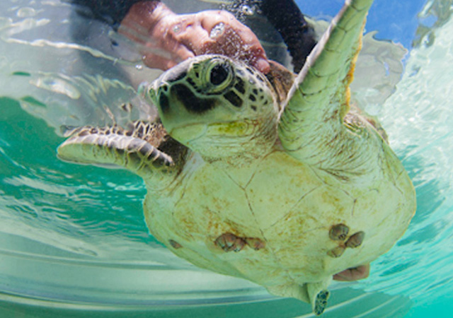 gaya island resort marine centre turtle conservation