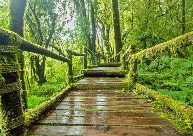 mossy forest cameron highlands