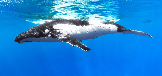 A humpback whale in Rarotonga, Cook Islands