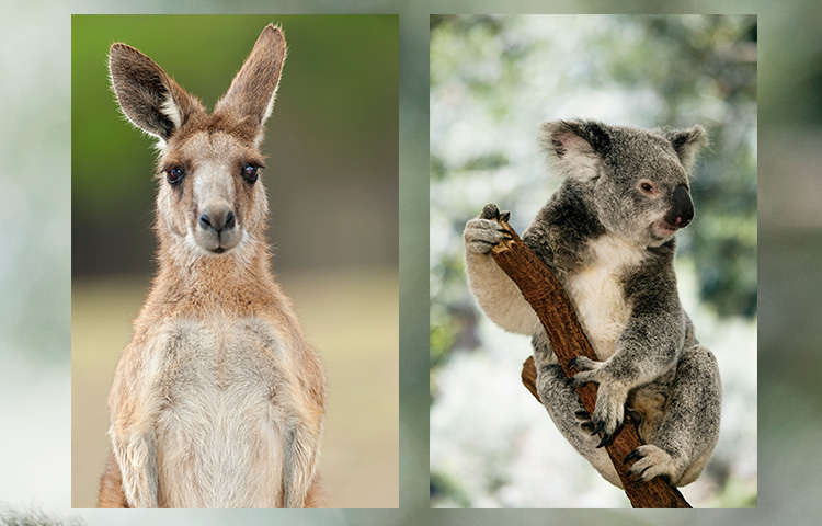 lone pine sanctuary brisbane