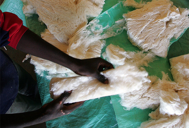 A worker checks the quality of organic cotton grown in Burkina Faso. Several cotton producer associations have begun to propose organic cotton as western consumers are becoming increasingly attracted to organic, politically correct products.