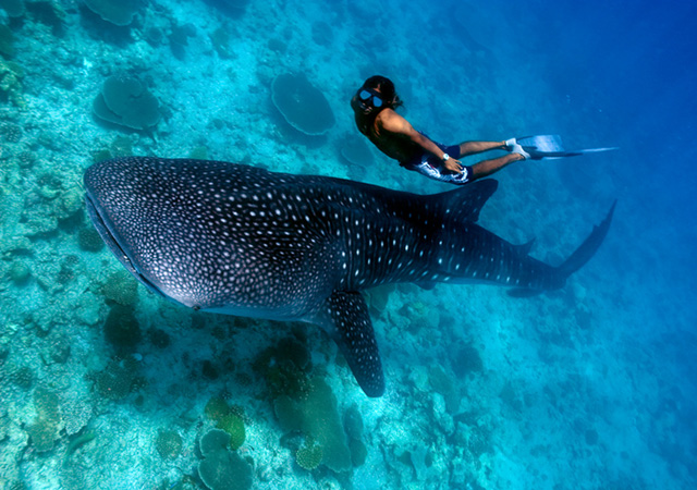 diving in maldives