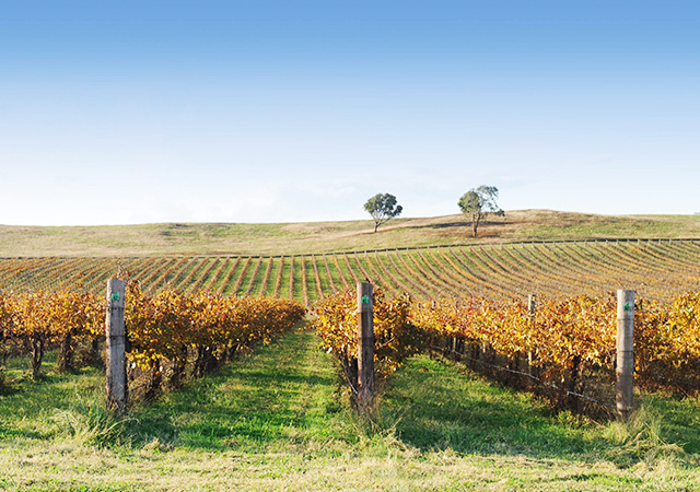 mudgee wine region