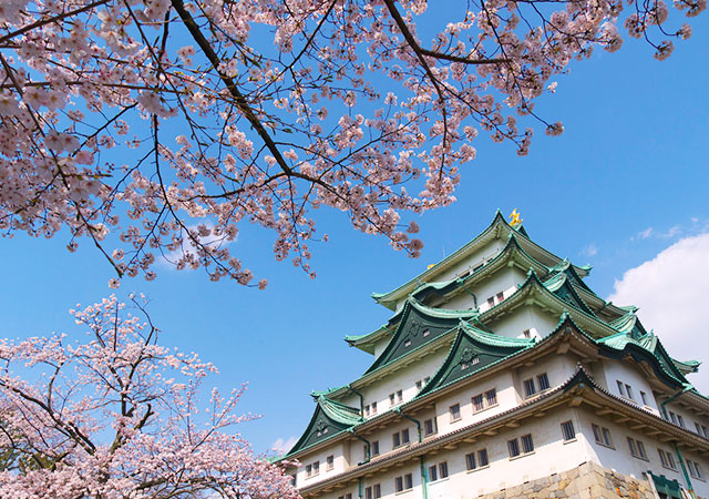 nagoya castle sakura season