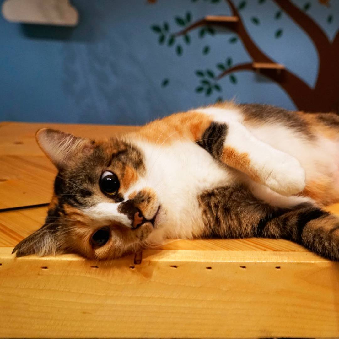 purradise cat cafe