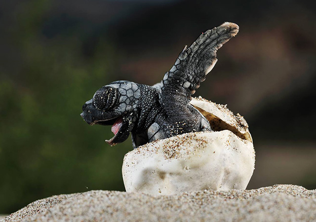 see turtles Solvin Zankl Wild Wonders of Europe