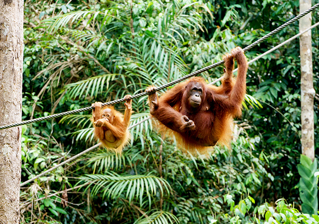 semenggoh orangutan kuching