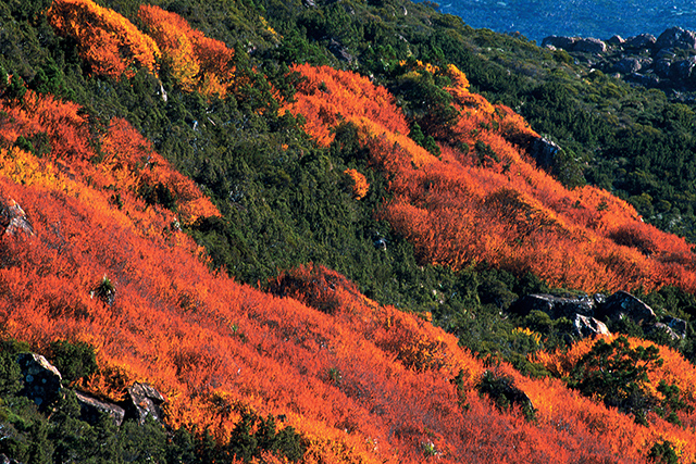 tasmania turning of the fagus