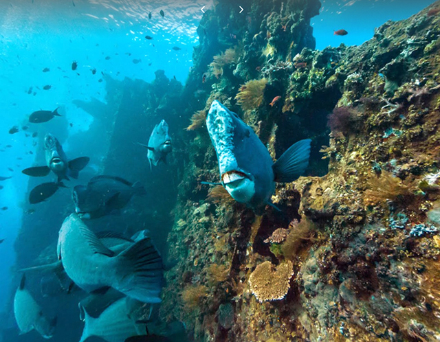 The Liberty Wreck is a 120-meter-long cargo ship. The coral covered wreck is one of Bali’s most popular dives. 