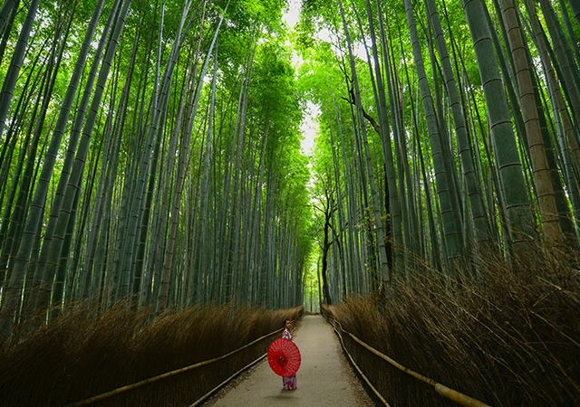 what to do in kyoto on a short trip_bamboo forest