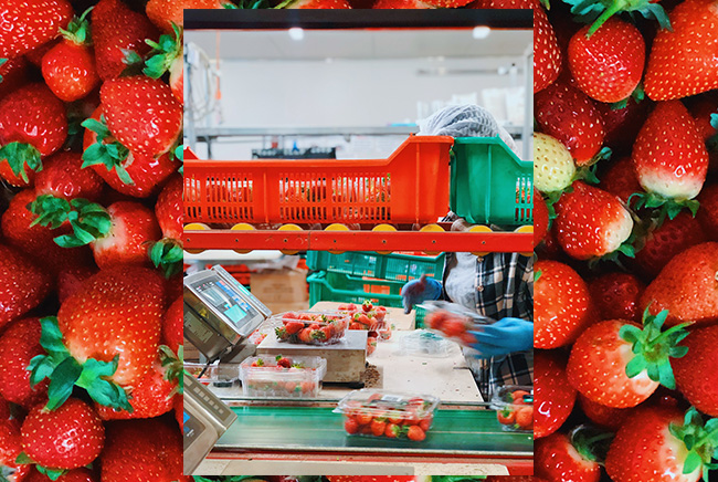 Berry Sweet Strawberry Farm