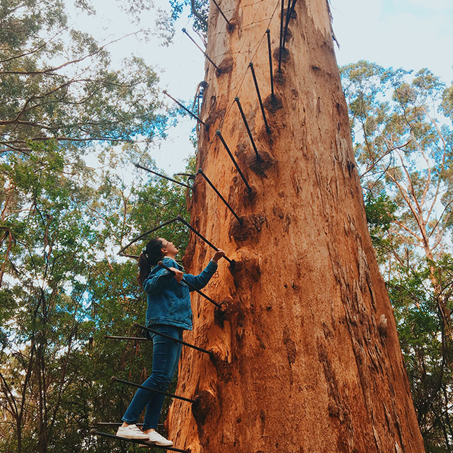 Gloucester Tree