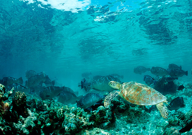 diving sipadan island