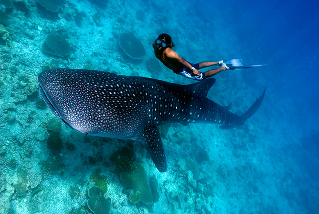 places to swim with whale sharks