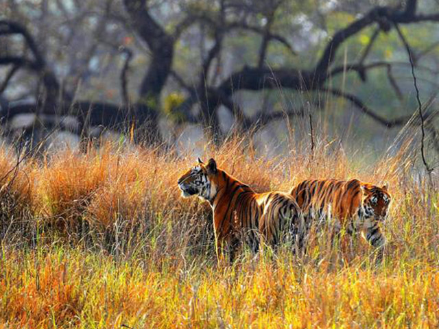 kanha tiger reserve india