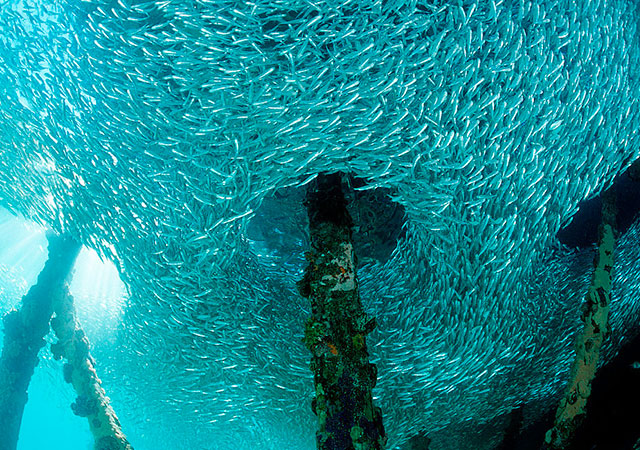 lankayan island diving