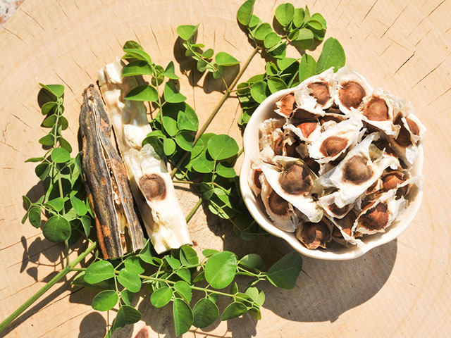 moringa leaves