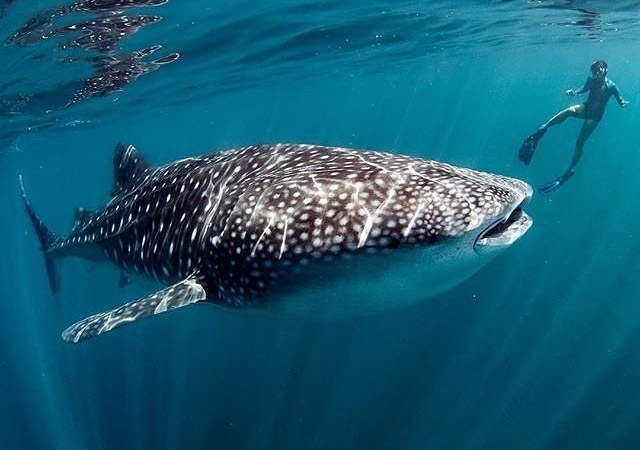 ningaloo reef swim whale sharks