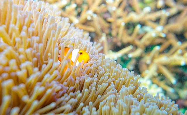 snorkeling in tioman island